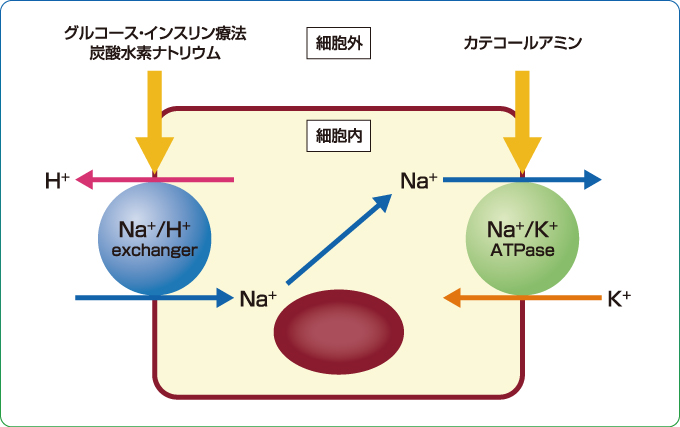 炭酸水素ナトリウムによる血清カリウム値の低下メカニズム